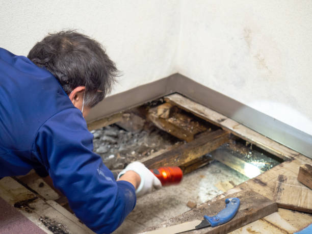 Best Industrial Mold Remediation in Seacliff, CA
