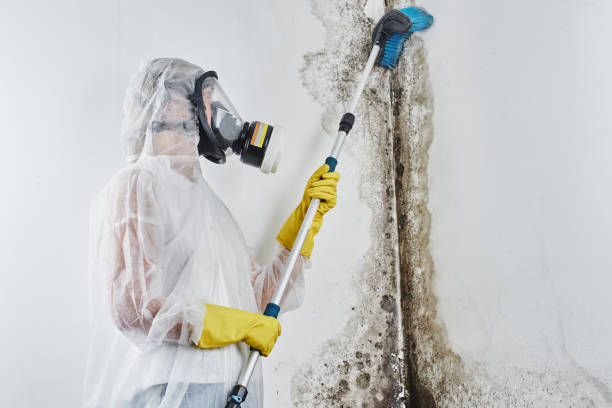 Trusted Seacliff, CA Mold Remediation Experts