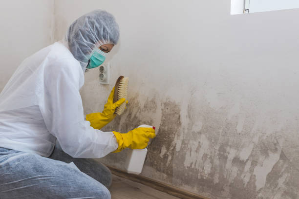 Best Emergency Mold Remediation in Seacliff, CA