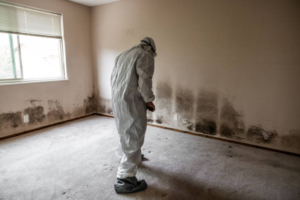 Best White Mold Remediation in Seacliff, CA