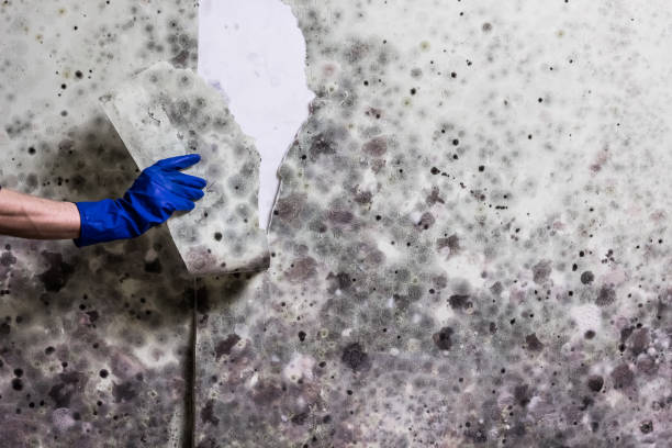 Best Residential Mold Remediation in Seacliff, CA