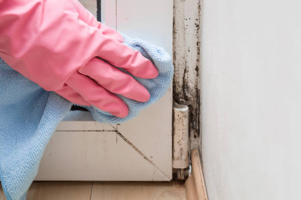 Best Post-Flood Mold Remediation in Seacliff, CA